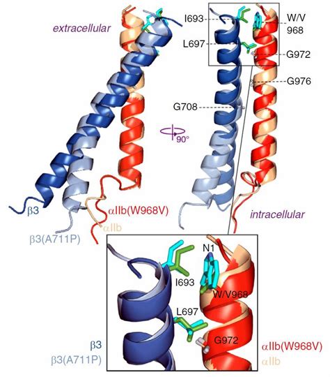 Structural Research of Integrin Adhesion Receptors - Creative Biostructure