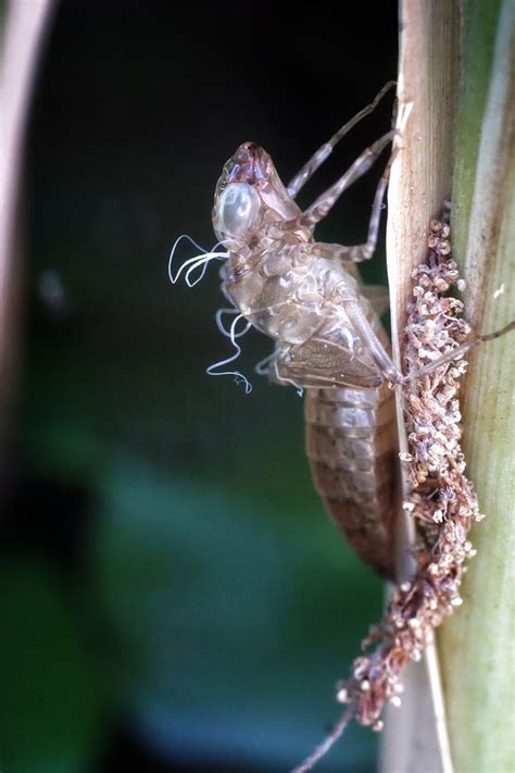 Dragonfly Nymph Exoskeleton | Smithsonian Photo Contest | Smithsonian Magazine