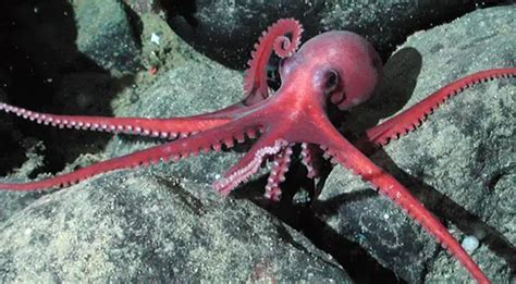 Octopuses Beat the Frigid Waters of the Antarctic by Rewriting Their RNA