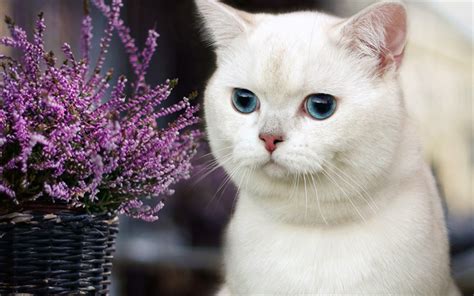 Download wallpapers British shorthair white cat, blue eyes, domestic ...