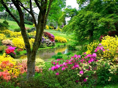 beautiful park flowers - Image Abyss