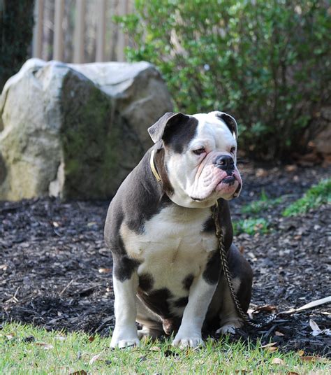 Blue Tri Olde English Bulldogge Puppies For Sale