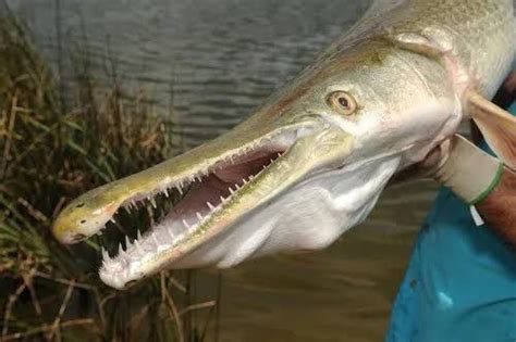 Carnivore Alligator Garfish found in Dal Lake, local fish species under threat