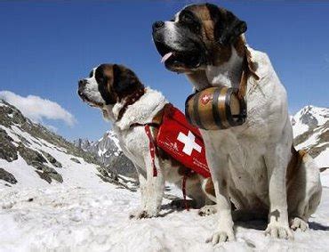 Cave Views: Mountain rescue dogs