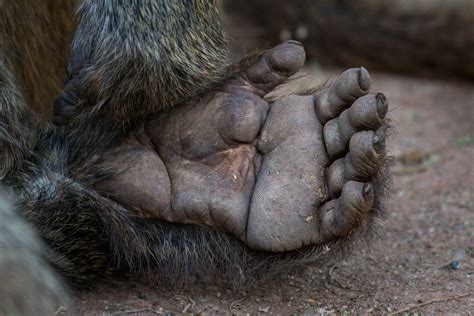 BABOON TOES, Closeup animal feet, Wildlife Photography by Rob's Wildlife - RobsWildlife