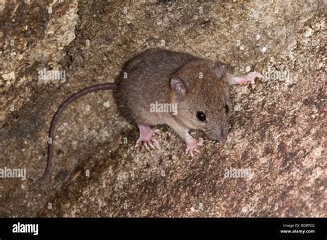 Antechinus, Antechinus species, Josephine Falls, Queensland, Australia ...