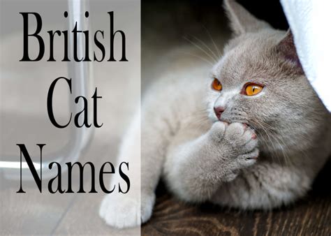 150 Popular Male And Female British Cat Names - Cat Mania