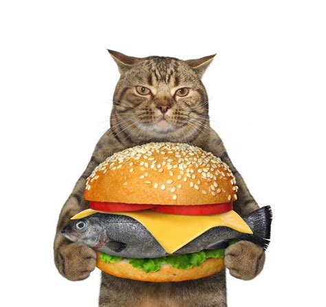 Cat Holding Fresh Fish Burger Stock Photo - Image of humor, funny ...