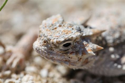 Warming may shrink ancient range of heat loving desert lizard ...