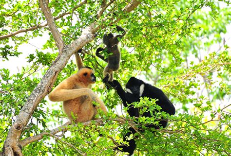 Gibbons – Endangered Primate Rescue Center