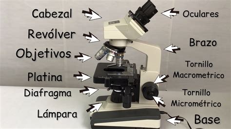 Grado Celsius Caballo Medicina Forense partes de un microscopio dibujo seguramente Convocar ...