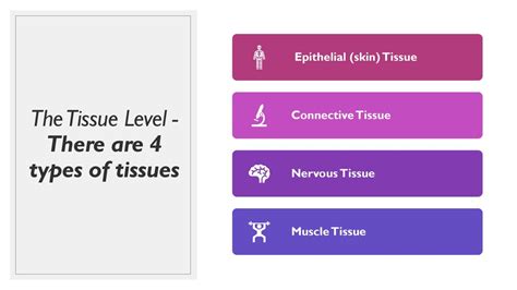 Hierarchical Levels of Anatomy - ppt download