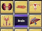 Human Organ Scanner - Game - Lofgames