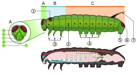 RAGAM DUNIA (Sundry): FENOMENA ULAT BULU (CATERPILLAR PHENOMENON)