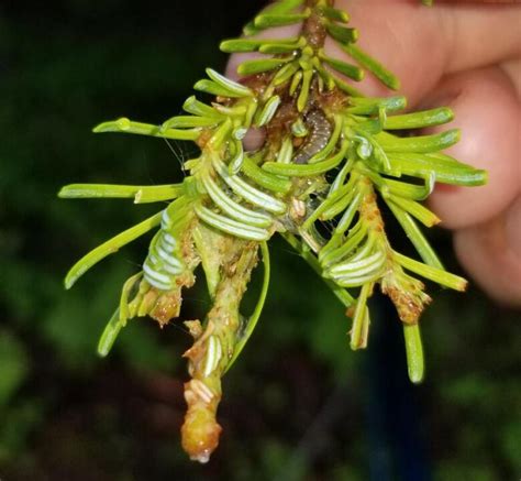 What bugs the bugs? N.L. research to fend off spruce budworm | CBC News