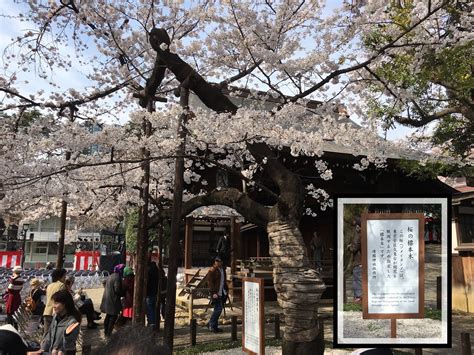 Sakura Cherry Blossoms and Global Warming