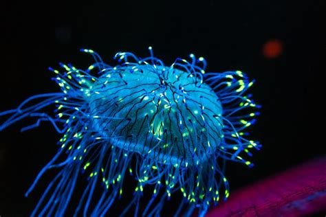 A bioluminescent jellyfish. Image courtesy of Chris Favero | Bioluminescence, Bioluminescent ...