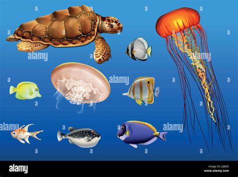 Different types of sea animals in ocean illustration Stock Vector Image ...