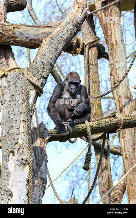 ZSL London Zoo Western Lowland Gorilla female with baby baby in the ...