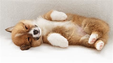 HD wallpaper: Puppy sleeping, orange pembroke welsh corgi puppy | Wallpaper Flare