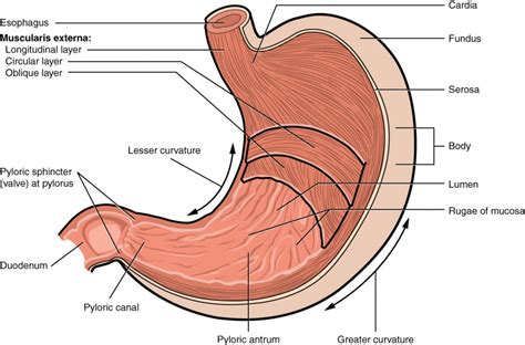 The Stomach | Anatomy and Physiology II