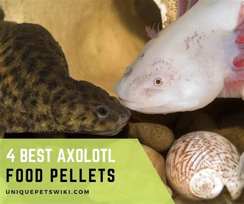 4 Best Axolotl Food Pellets