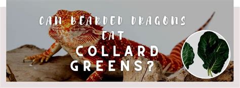 ᐅCan Bearded Dragons Eat Collard Greens? | Toxic or Healthy