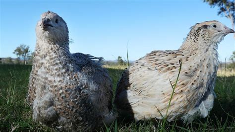 Regional Flavours 2019: Brisbane Valley Quail breeds the world’s biggest | The Mercury