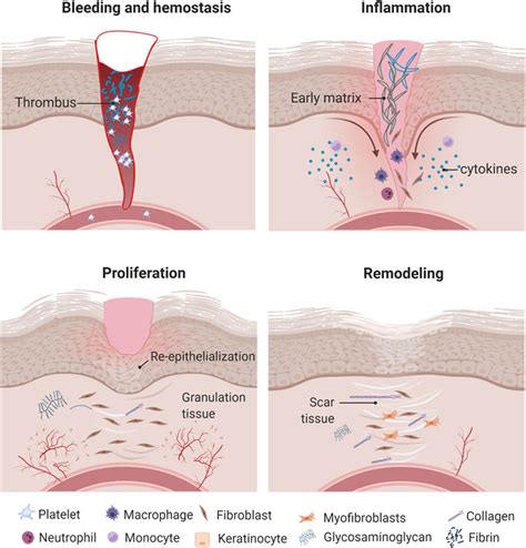 Frontiers | Decellularized Tissues for Wound Healing: Towards Closing ...