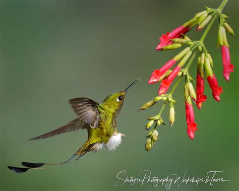 Booted Racket-tail Hummingbird close-up - Shetzers Photography