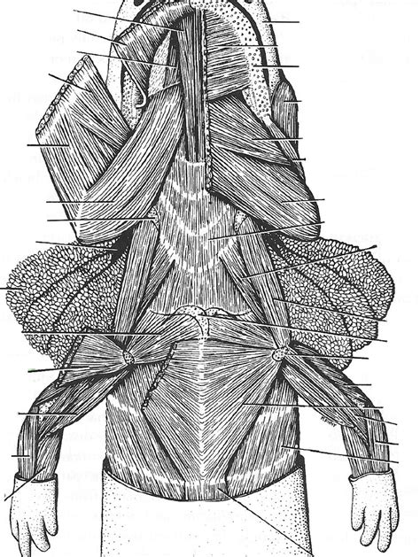 Necturus Muscles - Head/Trunk (Ventral view) Diagram | Quizlet