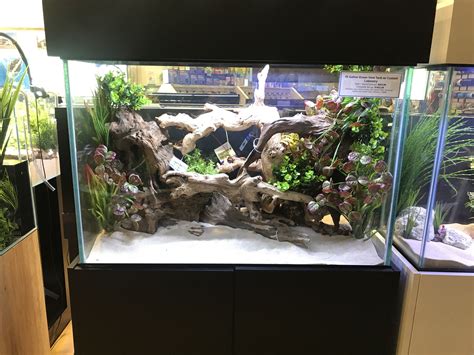 Malaysian Driftwood Dry Aquascape