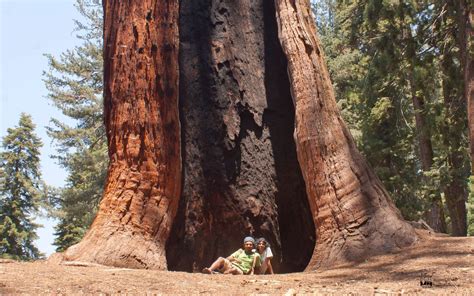 In the land of Sequoia ! - largest trees on earth - Roaming Owls