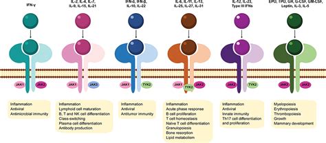 Frontiers | JAK Inhibitors and Modulation of B Cell Immune Responses in ...