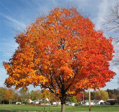 Some maples (sugar) are more desirable than others (Norway ...