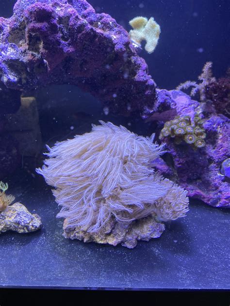 A beginner talking about beginner corals and how fast they grow! | Reef2Reef