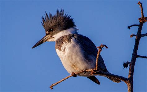 The Belted Kingfisher - Coastal Interpretive Center