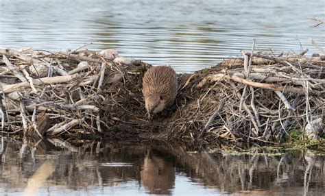 The Effects of Beaver Dams on Humans - Attic Kings