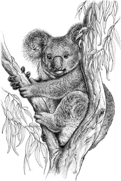 Koala Art Print Australian Animal Pen and Ink Drawing Koala Drawing ...