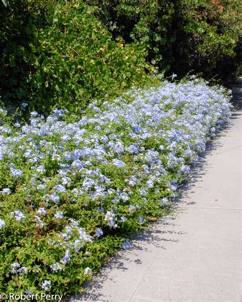 Home And Garden : Plumbago auriculata