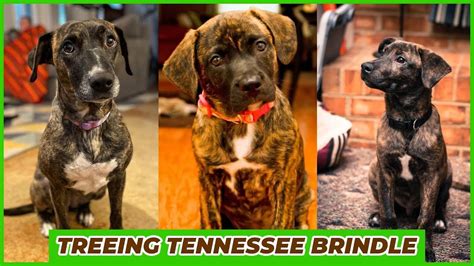 Treeing Tennessee Brindle - The Breed You've Never Seen - YouTube