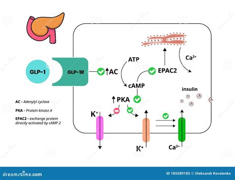 GLP-1 Mechanism of Action. Glucagon-like Peptide in Pancreatic Cell Stock Vector - Illustration ...