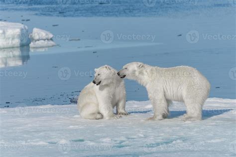 Two young wild polar bear cubs playing on pack ice in Arctic sea, north ...