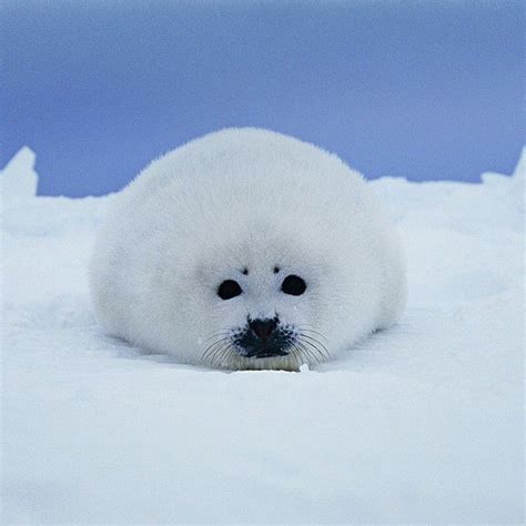 natgeo's photo on Instagram | Seal pup, Harp seal pup, Harp seal