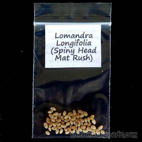 Lomandra Longifolia Spiny Head Mat Rush Seeds | Fair Dinkum Seeds