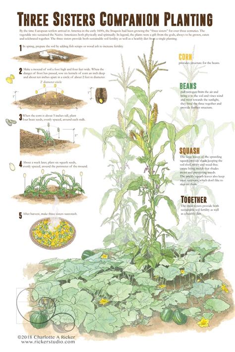 Three Sisters Garden Layout | Fasci Garden