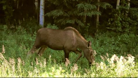 moose alaska Stock Footage Video (100% Royalty-free) 3108418 | Shutterstock