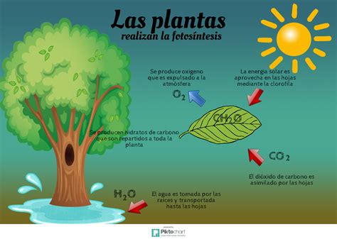 bordillo periodista Electricista como las plantas realizan la ...