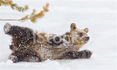 Bear Cub In Winter Snow Stock Photo | Royalty-Free | FreeImages