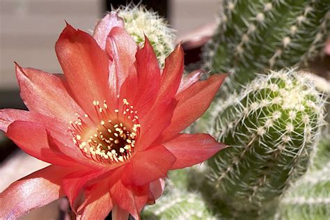 Cactus: Info, Photos and IDs